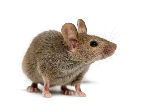 Wood Mouse In Front Of A White Background Stock Photo - Download Image Now  - iStock